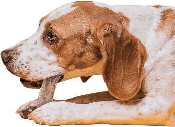 Лакомство для собак из натуральной продукции